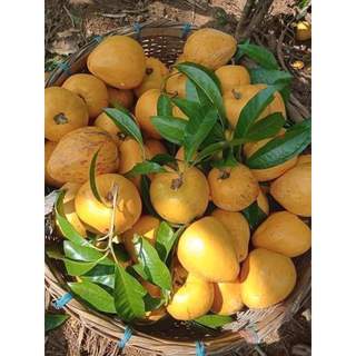 CÂY TRỨNG GÀ THÁI LÙN ( LEKIMA)