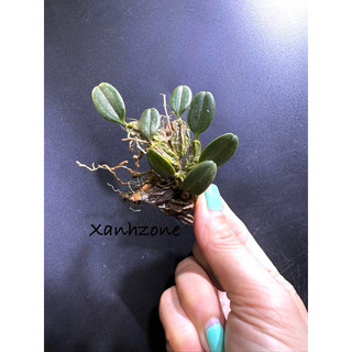Lan vảy rồng, lan mini gắn lũa, trồng tiểu cảnh. lan mini trồng bình terrarium