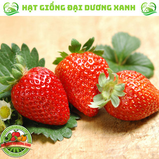 Hạt giống dâu tây KHỔNG LỒ chịu nhiệt tặng kèm phân bón