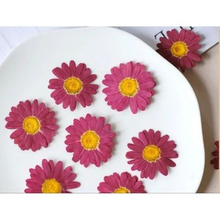 Set 3 bông cúc họa mi màu tự nhiên ép khô handmade làm journal, DIY