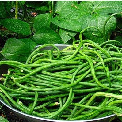 Hạt Giống Đậu Đũa Sai Trái (10gr)