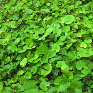 Hạt giống Rau Má 1G
