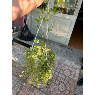 CÂY VẢY RỒNG
