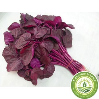 Hạt giống rau dền đỏ 20g lá tròn
