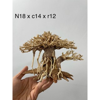 Layout Cây gỗ lũa bonsai dáng cổ thụ. Dáng Huyền.Dành cho bể nhỏ dưới 60 cm