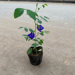 Cây hoa đậu biếc, Độ dài ngọn leo 25cm hoa và quả có nhiều công dụng trong chế biến, thích hợp leo giàn