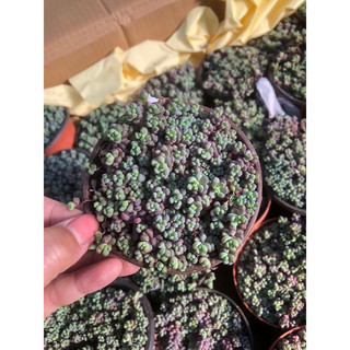 Sen đá Sedum Tím 9cm