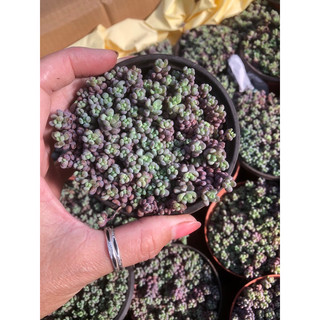 Sen đá Sedum Tím 9cm