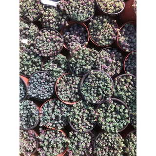 Sen đá Sedum Tím 9cm