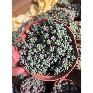 Sen đá Sedum Tím 9cm