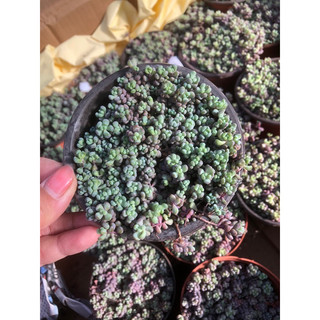 Sen đá Sedum Tím 9cm