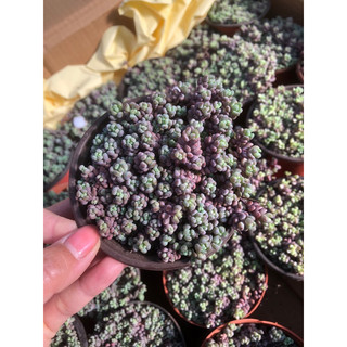 Sen đá Sedum Tím 9cm