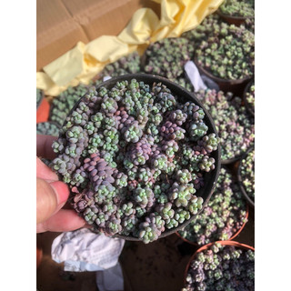 Sen đá Sedum Tím 9cm