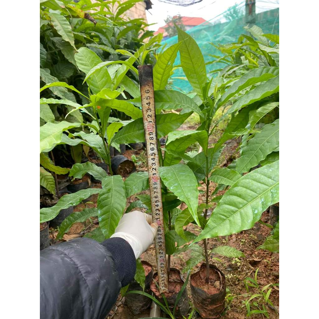VÚ SỮA HOÀNG KIM