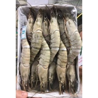 Tôm Sú xuất khẩu Size 18 con SALE SỐC ❤️GIÁ SỈ❤️ Ngon ngọt chắc thịt nướng , lẩu