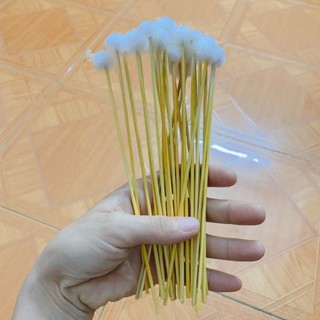 Bông se tai - cây bông lông ngỗng , cây ngoáy tai - mphv
