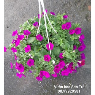 (VHST - GIAO TP.HCM 1-5H) Cây hoa DẠ YẾN THẢO đang hoa.