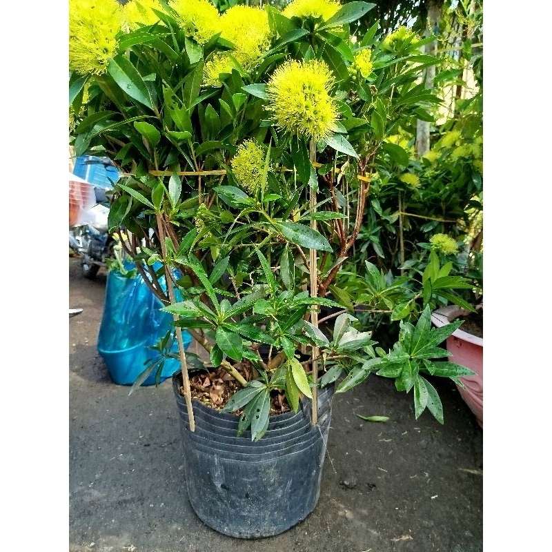 Cây Mai Thái Vàng ( siêu hoa)