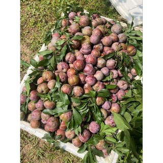 [Ship Toàn Quốc] Mận Trái Vụ, Bao Tươi Ngon, Cứng , Giòn Quả - 1kg to