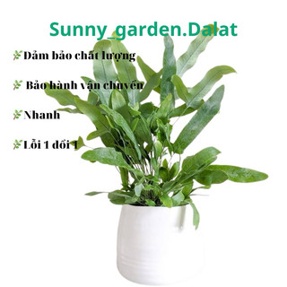 Chậu ly dương xỉ lá bạc nhỏ