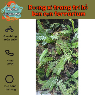 Dương xỉ trang trí hồ bán cạn terrarium