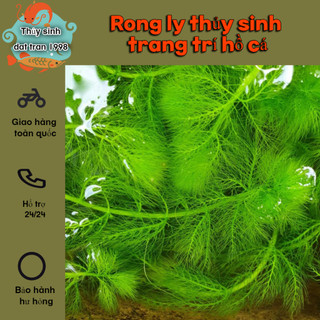 1 Nhánh rong ly thủy sinh trang trí hồ cá cảnh
