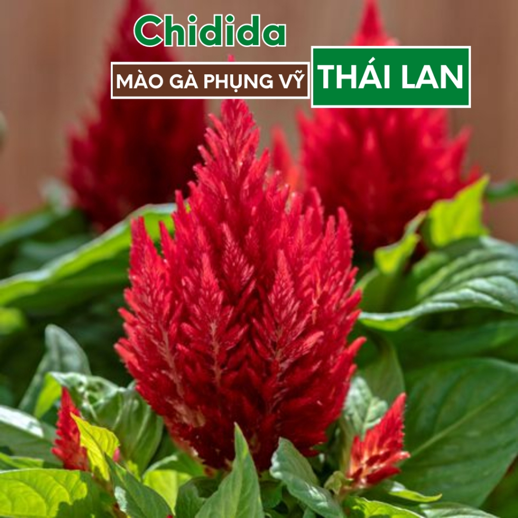 Hạt giống hoa mào gà đuôi phụng Thái Lan bông to đỏ giống chuẩn ngày tết hạt hoa phụng vỹ nảy mầm cao Hạt giống Chidida