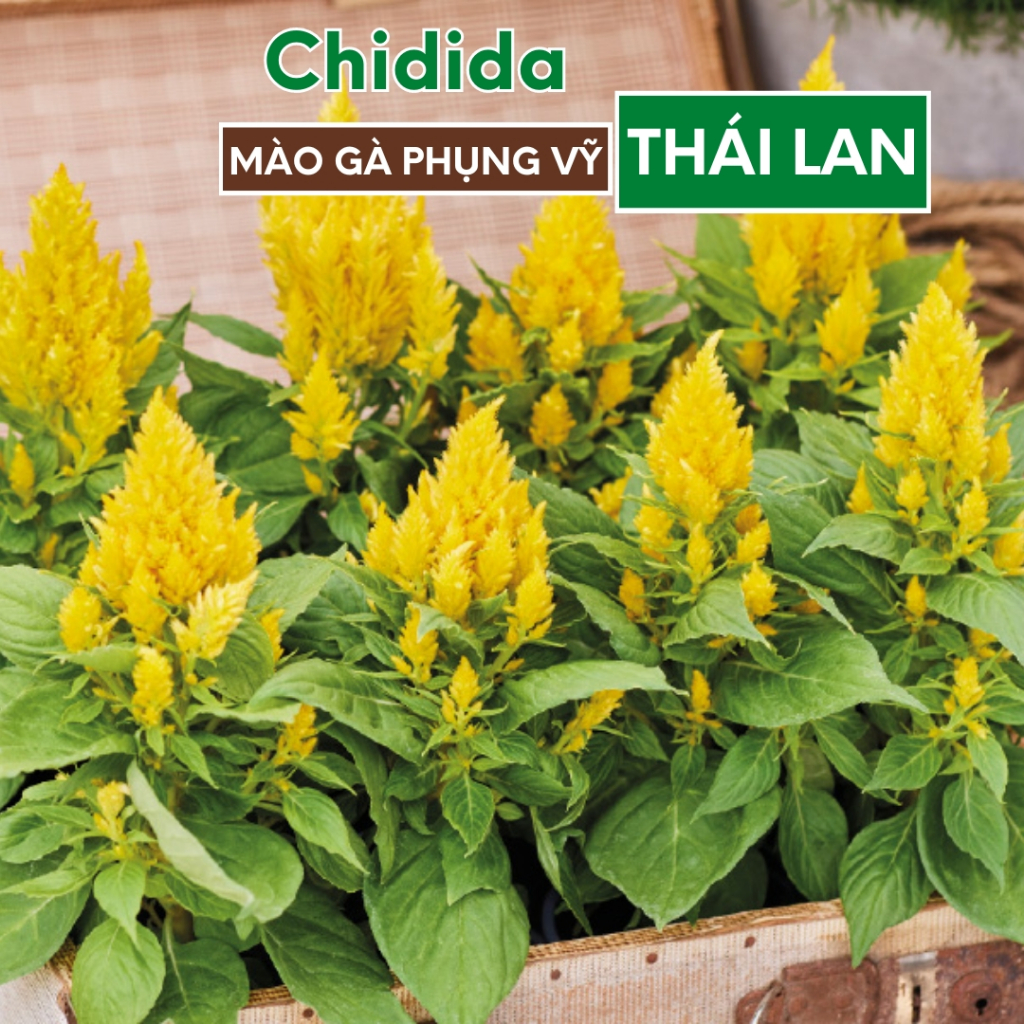 Hạt giống hoa mào gà đuôi phụng Thái Lan bông vàng giống chuẩn ngày tết giống hoa phụng vỹ nảy mầm cao Hạt giống Chidida