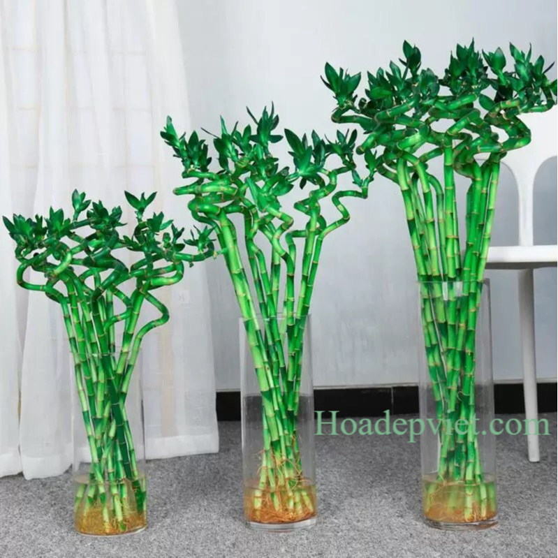 Trúc phát tài, phát lộc dài 80cm đẹp khỏe bao bền mang nhiều ý nghĩa phong thủy