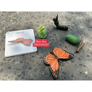 Vòng đời bướm, sự phát triển của con bướm , Development of Butterfly