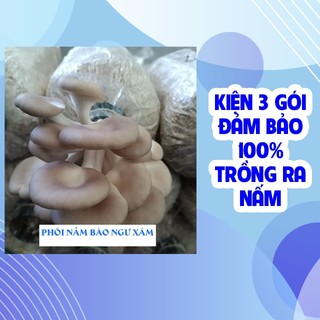  Phôi nấm bào ngư xám  kiện 3 bịch  đảm bảo 100% ra nấm - Tặng tài liệu hướng dẫn trồng nấm 