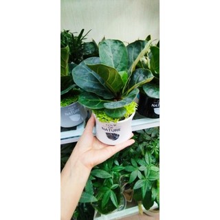 Cây bàng Singapore size mini để bàn
