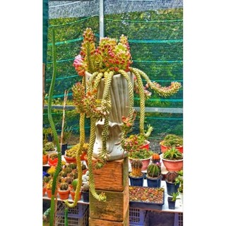 Xương rồng ngọc kì lân hồng bầu 8x8