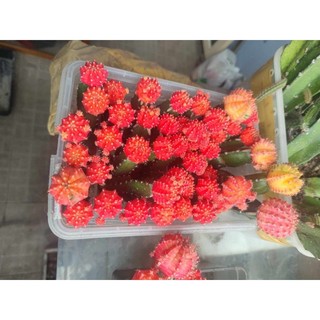HCM hỏa tốc - Xương rồng đỏ tháp lên con nhanh vs nhiều ,gốc tháp 3 cạnh ta