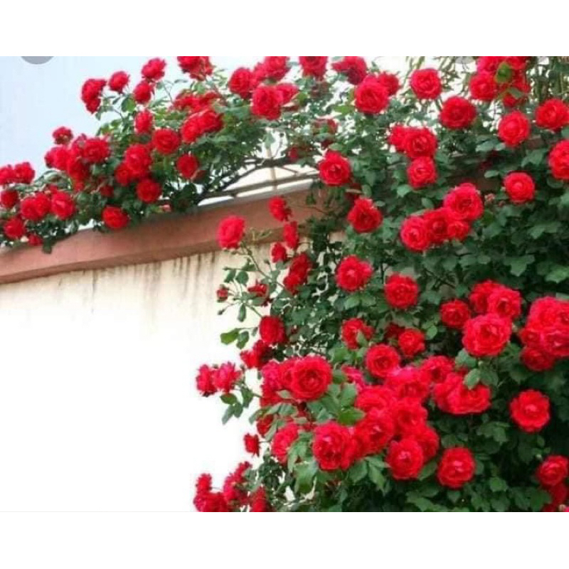 Gốc Hồng Leo đủ các màu