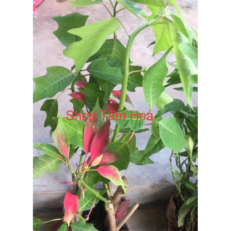 Cây Hoa Trạng nguyên