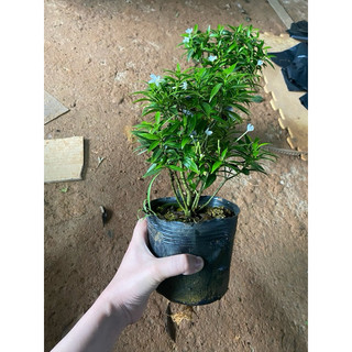 Cây Mai Vạn Phúc bầu bát