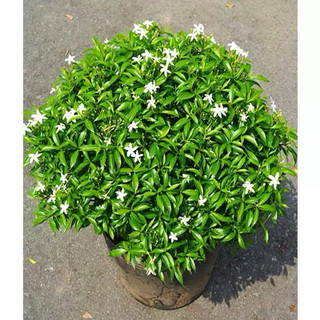 Cây Mai Vạn Phúc bầu bát ( cây bầu rễ ổn định, có những cây đã điểm nụ điểm hoa)