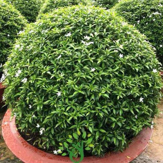 Cây Mai Vạn Phúc bầu bát ( cây bầu rễ ổn định, có những cây đã điểm nụ điểm hoa)