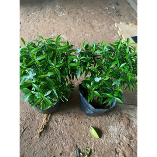 Cây Mai Vạn Phúc bầu bát ( cây bầu rễ ổn định, có những cây đã điểm nụ điểm hoa)