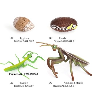 Quá trình phát triển của bọ ngựa , con bọ ngựa , Vòng đời bọ ngựa