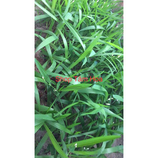 Cây Sâm Đại Hành,sâm tỏi