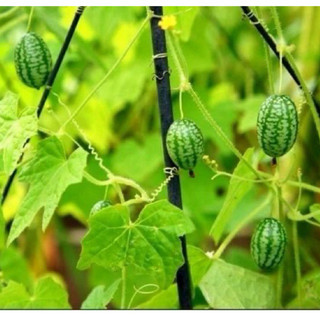Hạt Giống Dưa Hấu Tí Hon