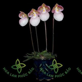 Lan hài mốc hồng - hoa lâu tàn, dễ trồng