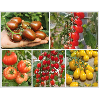 Hạt giống cà chua f1 - cà chua bi f1-cà chua lê-cà chua cherry