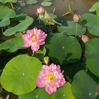 Củ sen mini Pink Butterfly