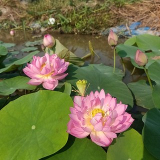 Củ sen mini Pink Butterfly
