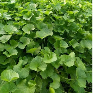 Hạt giống rau má lá nhỏ 0.5g