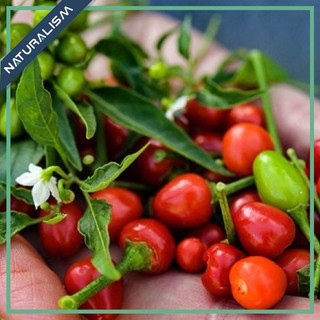 1 Trái ớt ChilTepin Chile Tepin già lấy hạt ớt cay ngoại