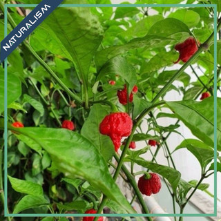 Cây ớt cay 3 - 6 tháng Dragon’s Breath Carolina Reaper Trinidad